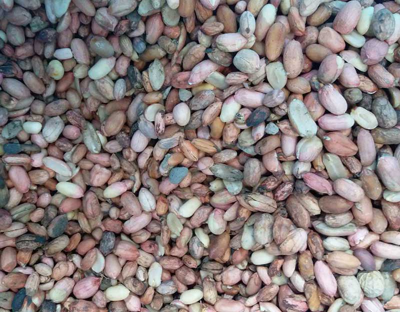 h花生米坏料.jpg