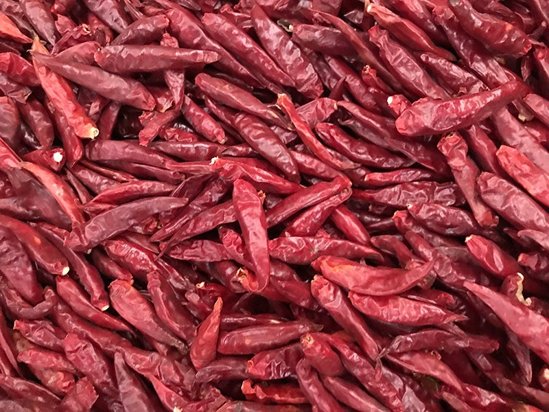 山东金乡-辣椒-李-3028处，好料改.jpg